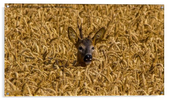 Wheat-Framed Deer Acrylic by Ron Ella