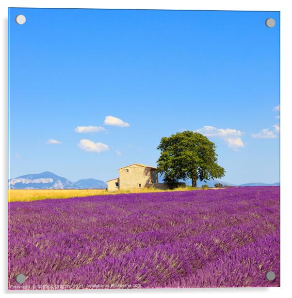Lavender flowers field, house and tree. Provence Acrylic by Stefano Orazzini