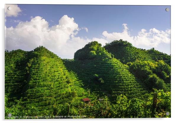 Prosecco Hills, uphill vineyards. Unesco Site. Veneto, Italy Acrylic by Stefano Orazzini
