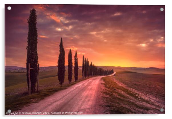 Cypress tree lined road in the countryside of Tuscany, Italy Acrylic by Stefano Orazzini