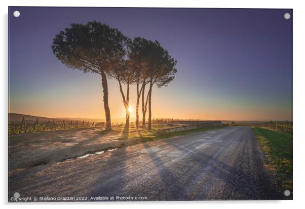 Route of the via Francigena. Stone pine trees at sunset. Tuscany Acrylic by Stefano Orazzini