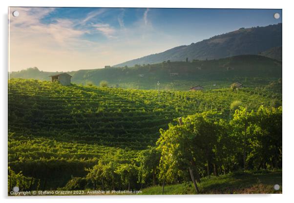 Vineyards of Prosecco at sunset. Valdobbiadene, Italy Acrylic by Stefano Orazzini