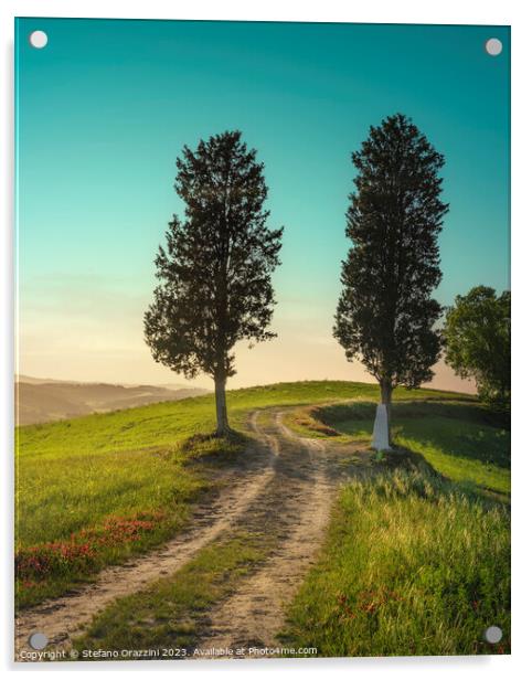 Two trees on the route of the via Francigena. Tuscany Acrylic by Stefano Orazzini