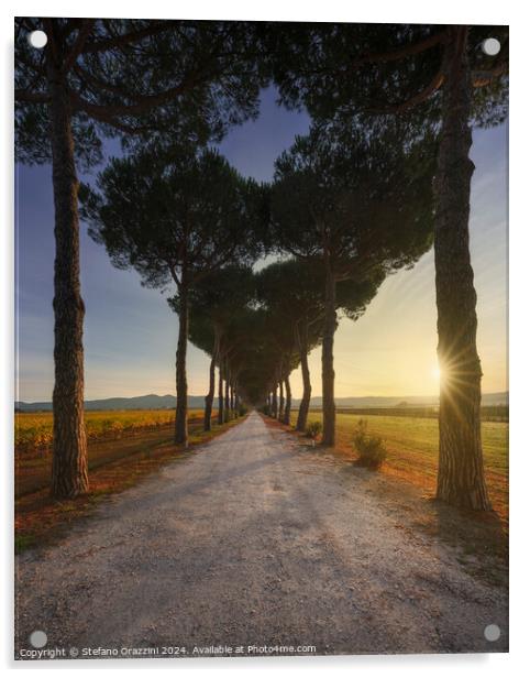 Bolgheri pine tree lined road and vineyards at sunrise. Tuscany Acrylic by Stefano Orazzini