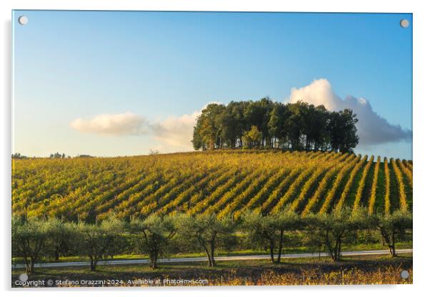 Trees on a hill above a vineyard. Chianti, Tuscany Acrylic by Stefano Orazzini