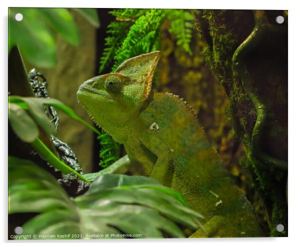 Green chameleon sitting on a twig Acrylic by Hasnain Kashif