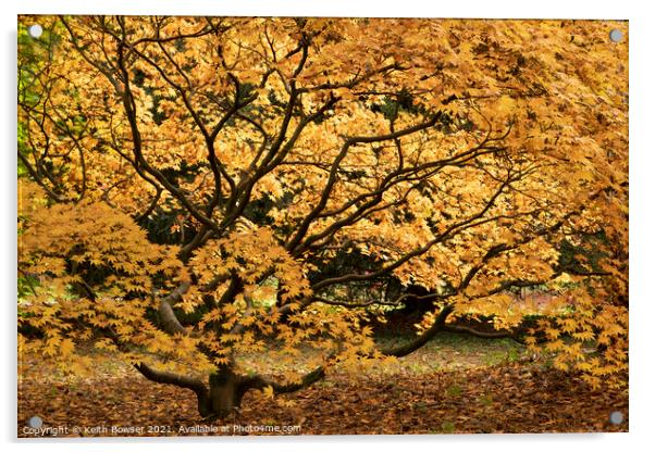Golden Acer Westonbirt Acrylic by Keith Bowser