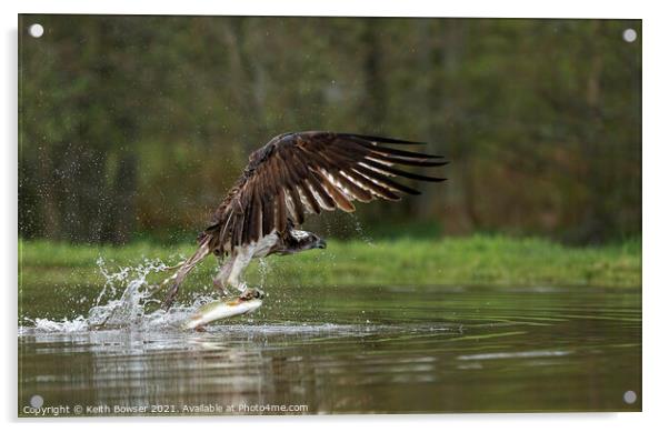 Osprey catching trout Acrylic by Keith Bowser