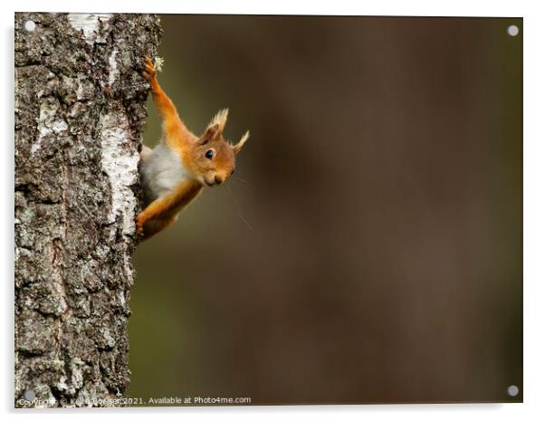Red squirrel peeking from behind a tree Acrylic by Keith Bowser