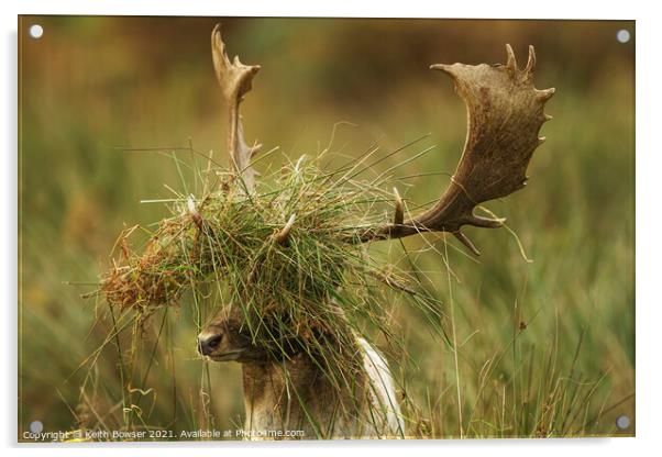 Fallow deer in the rutting season Acrylic by Keith Bowser