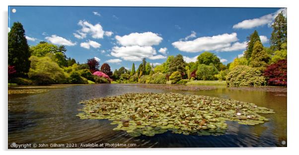 Summer Lilies at Sheffield Park Acrylic by John Gilham