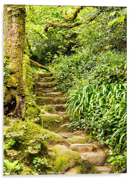 Enchanted Woodland Path Acrylic by Dudley Wood