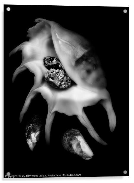 Mystical Monochrome Sea Shell Acrylic by Dudley Wood