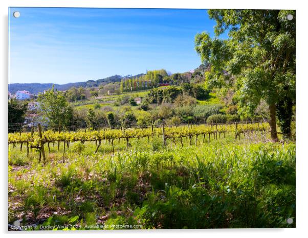 Hillside vineyard 2 Acrylic by Dudley Wood