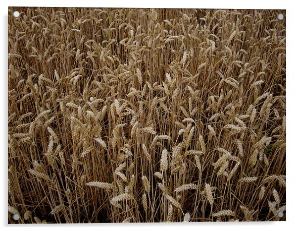Wheat field Acrylic by nick pautrat