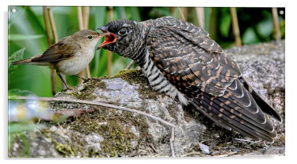 Reed Warbler feeding cuckoo  Acrylic by Jeff Sykes Photography