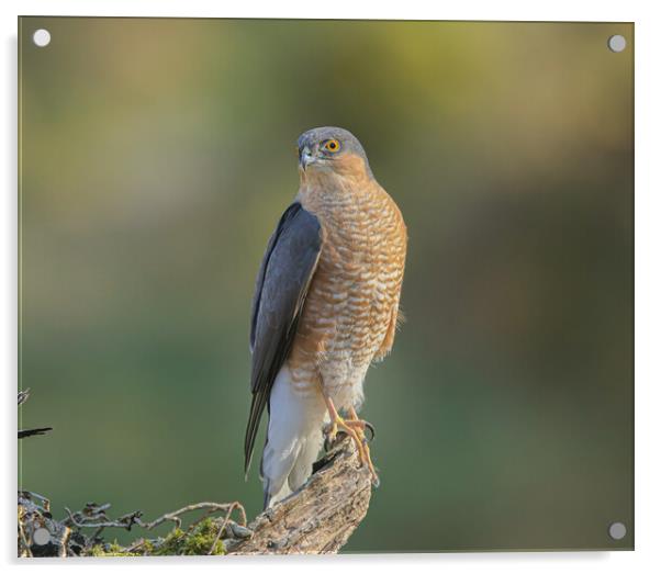 Sparrowhawk  Acrylic by Jeff Sykes Photography