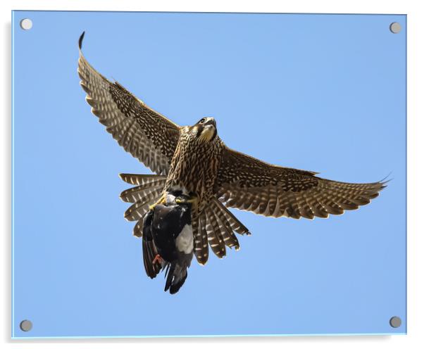 Peregrine Falcon with Prey Acrylic by Jeff Sykes Photography