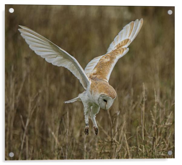 Barn Owl Acrylic by Jeff Sykes Photography
