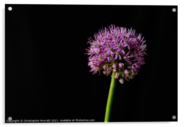 Purple allium flower head  Acrylic by Christopher Murratt