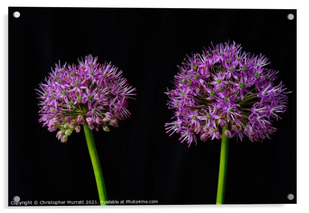 A study of two alliums  Acrylic by Christopher Murratt