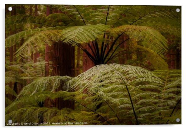 Lush fern fronds in the redwood rainforest in Rotorua New Zealand. Acrylic by Errol D'Souza