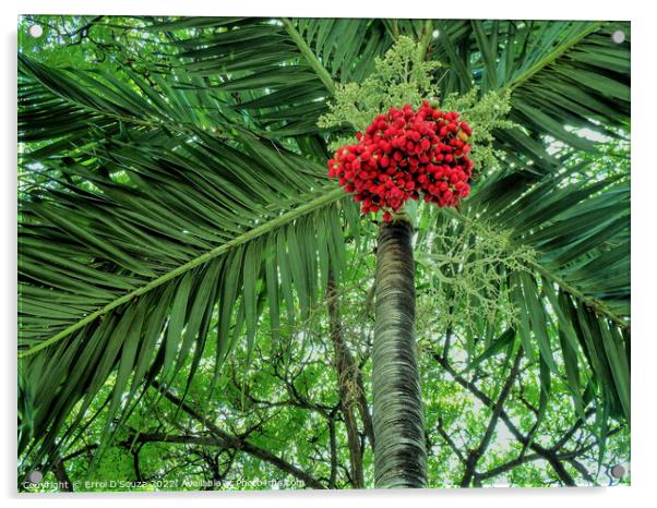 Tree With Bunch of Red Berries Acrylic by Errol D'Souza