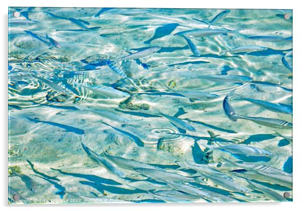 Tropical Fish in Shallow Sea Water Acrylic by Errol D'Souza