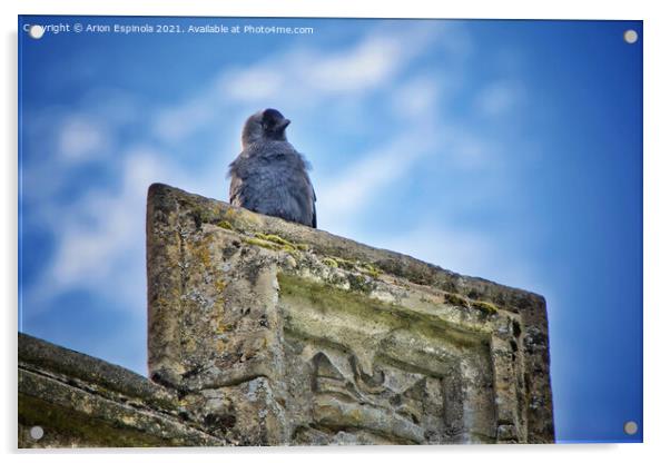 Curious bird at the ancient church  Acrylic by Arion Espinola
