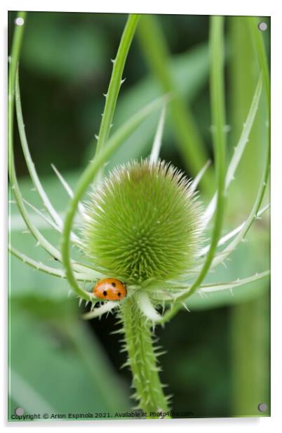 Wild Teasel Acrylic by Arion Espinola