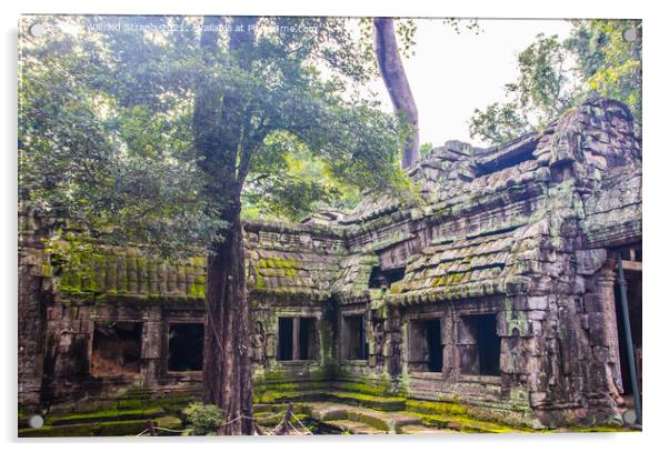 Ta Prohm, the tomb raider temple in Angkor Cambodia Asia Acrylic by Wilfried Strang