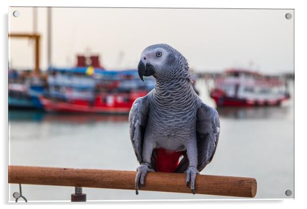 a Gray Parrot at the Pier Bali Hai in Pattaya Thailand Asia Acrylic by Wilfried Strang