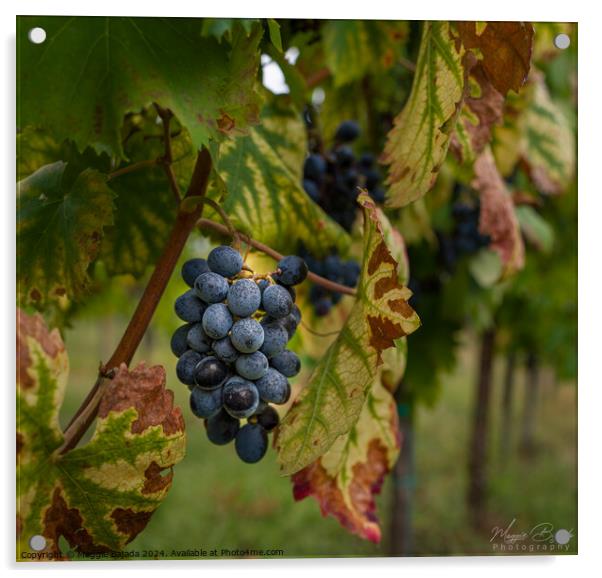 Black Grapes on Vine Branch Leaves. Acrylic by Maggie Bajada