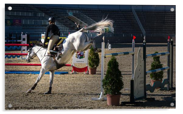 Equestrian White Horse Jumping. Acrylic by Maggie Bajada