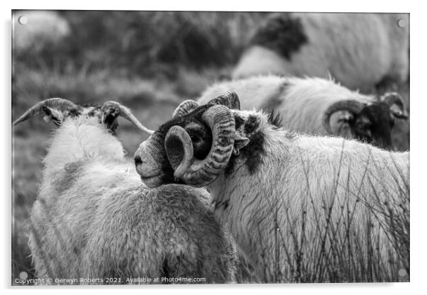 Welsh Mountain Sheep Acrylic by Gerwyn Roberts