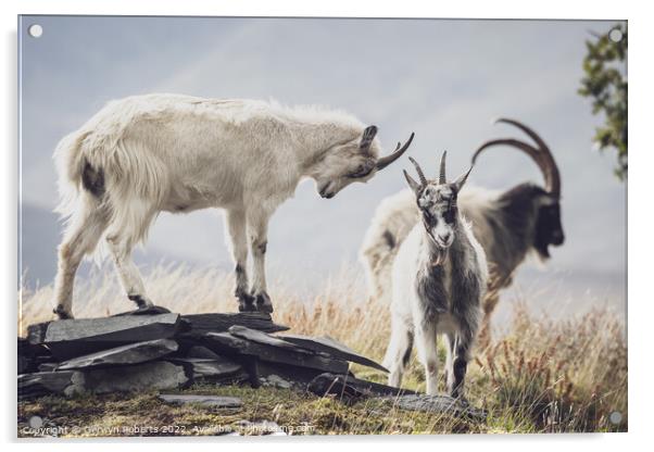 A goat standing on top of a grass covered field Acrylic by Gerwyn Roberts