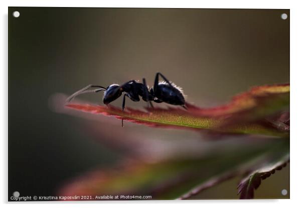 Ant on the leaves macro  Acrylic by Krisztina Kaposvári