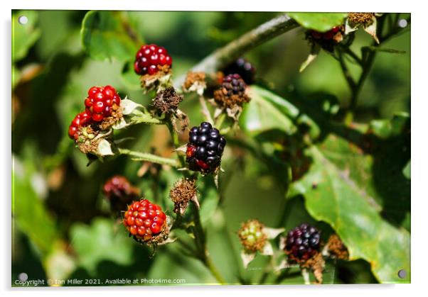 Blackberries Acrylic by Ian Miller