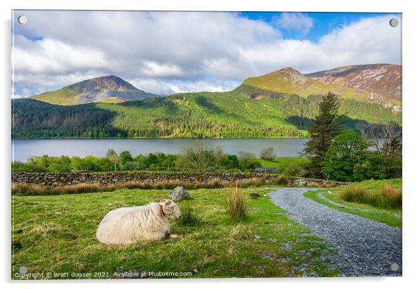 Sheepish on Snowdon Ranger Acrylic by Brett Gasser