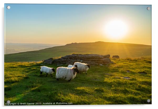 Counting Dartmoor Sheep Acrylic by Brett Gasser