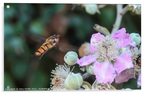 Hoverfly In Flight Acrylic by GJS Photography Artist