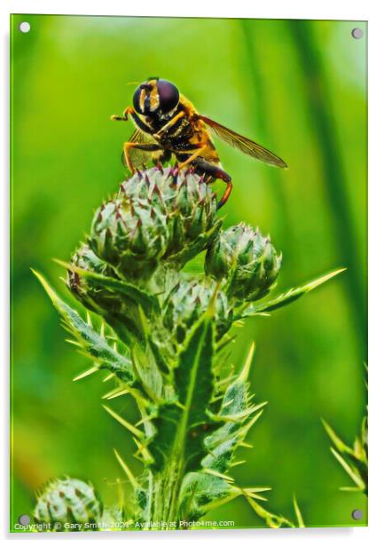 Hoverfly On a Thistle Acrylic by GJS Photography Artist