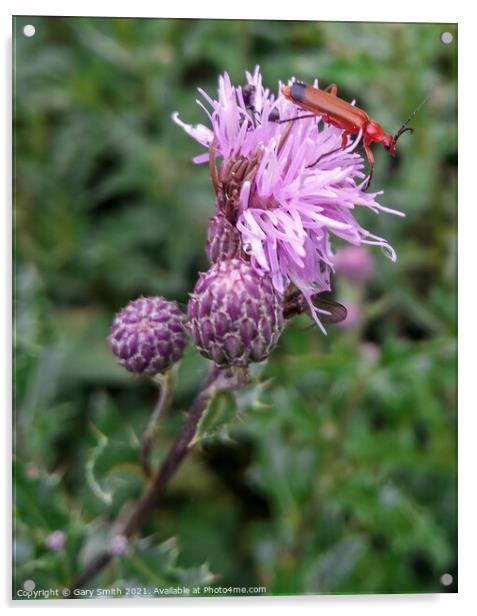 Common Red Soldier Beetle - Rhagonycha fulva  Acrylic by GJS Photography Artist