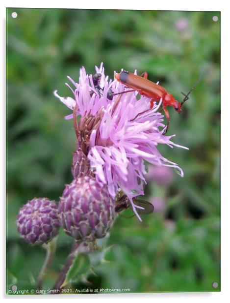 Common Red Soldier Beetle - Rhagonycha fulva Acrylic by GJS Photography Artist