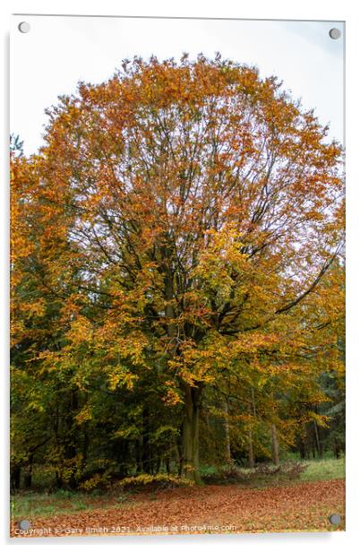 Cooper Beech Tree in Autumn Acrylic by GJS Photography Artist