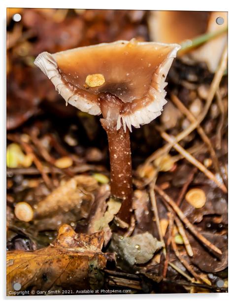 Beechwood Sickener Mushroom Fungi Acrylic by GJS Photography Artist