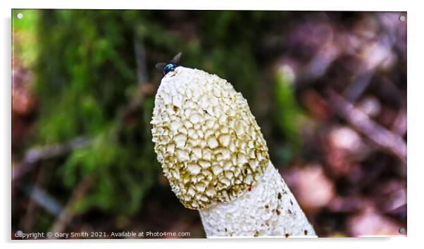 Stinkhorn Fungi With Fly at Tip Acrylic by GJS Photography Artist