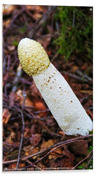 StinkHorn Fungi  Acrylic by GJS Photography Artist