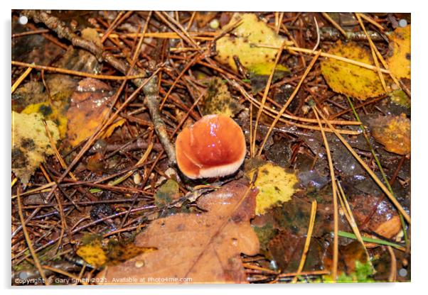 Single Beechwood Sickener Fungi Acrylic by GJS Photography Artist