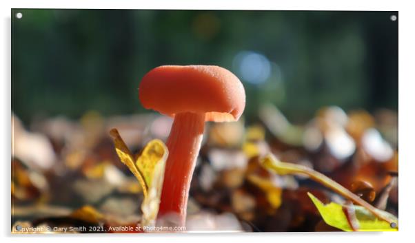 Single Pink Fungi in the Leaves Acrylic by GJS Photography Artist